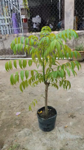 Cây Giống Cóc Thái Siêu Trái - GIAO TỚI RỤNG HẾT LÁ VÀ MỌC LẠI MỚI-  ( Xem LƯU Ý ở Mô Tả Sản Phẩm )