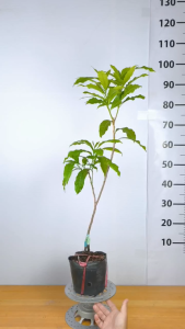 Cây Giống Vú Sữa Hoàng Kim - Cây Rễ Khỏe -  Trái Vàng Đẹp Mắt - Ngọt Thanh Ít Mủ - Cây Giống Vân Anh