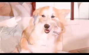 COD WIDHTER Sisir Pengering Bulu Hewan Anjing Kucing 2 in 1 Portable 300W - HG-HZP-10