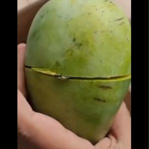 Bibit Tanaman Mangga Alpukat Manis / Mangga Alpukat Super / Mangga Alpukat Murah
