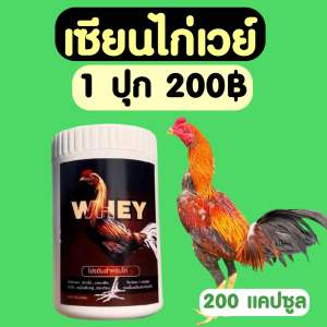 💪🏽🐔เซียนไก่เวย์ โปรตีนไก่ชน บินดีไม่มีตก วิ่งอืด บำรุงไก่ชน เสริมกระดูก #เซียนไก่การันตี