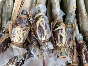 กิ่งชะอมหนามน้อยทดลองปลูก จำนวน 5 กิ่ง ราคา50 บาท