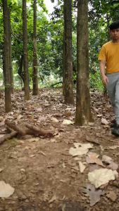 Greenforest Maple Celana Jogger Outdoor Quickdry Pria dan Wanita - Celana Gunung Jogger Quickdry