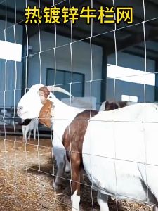 Pagar Kebun Pagar Lembu Cyclone 4/5/6 Kaki Jaring Pagar Kambing Rusa Kebun Besi Galvanised Quality Five Star Fence