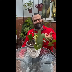 ขาตั้งกระถาง  รูปทรงกบ เพื่อนร่วมงานพืช สนับสนุนพืชที่ใช้งานได้จริงน่ารัก พืชขอบถ้วยคงขาตั้งพืชไฮโดรโปนิกส์ แก้ไขกิ่งไม้ ตกแต่งกระถาง