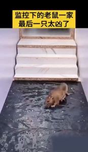 [120 x 28cm] Perangkap Tikus Mouse Trap Sticky Rat Glue Trap Strong Mouse Catch Stickers Pelekat Tikus 粘鼠毯强力抓老鼠贴 COD