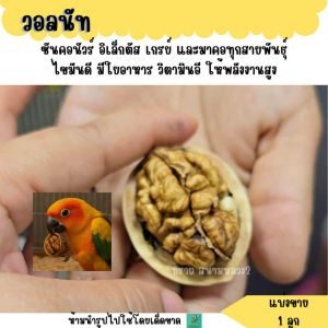 (แบ่งขาย 250-500 G.) วอลนัทธรรมชาติ อาหารสัตว์ฟันแทะ อาหารนก