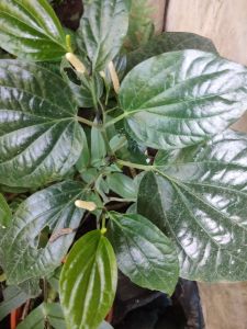 jual daun karuk segar 250 gram