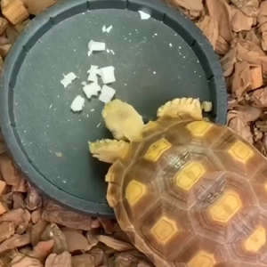 Magnifica Cuttle bone BITES Toy for Birds Turtle Rabbit Hamster Guinea Pig