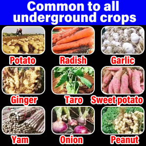 Increase production 1000 times Multifunctional liquid baja organik 300ML 7 days Rapidly expand rhizomes Super liquid fertilizer for crops  Suitable for sweet potatoes yams potatoes ginger and other crops baja super subur 地下根茎膨大素