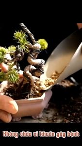 Đất Nung Akadama Túi 500g 1kg 3kg - Đất Chuyên Trồng Sen Đá Bonsai Hồ CáThuỷ Sinh