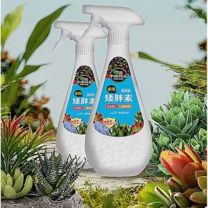 Keymado Xịt Kích Form Sen Đá cây mọng nước
