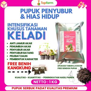Pupuk Tanaman Hias Keladi & Tips Penyubur
