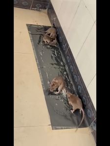 Lớn 120cm x 28cm Keo dán chuột keo dính chuột keo bẫy chuột màu đen siêu dính kích thước