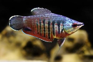 Samurai Gourami/Vaillanti Chocolate Gourami/Ornamental fish/Freshwater/Readystock