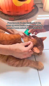 【Buy 3 free 1 】Pet Remove Tick and Flea Drops /Cats & Dogs Anti-Flea Drop / Ubat Kutu Kucing Anjing -1box/3pcs