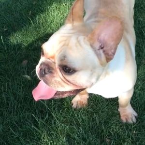 Rọ mõm cho Chó mõm ngắn loại cao cấp có lỗ thông ở 2 mắt - Love Pets Shop