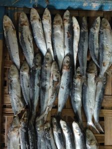 IKAN ASIN SIRO ISI 1KG