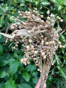 ดอกไม้แห้ง ดอกข้าวฟ่าง มะเดือย ดอกลูกเดือย ดอกไม้ตกแต่งฟรอมสวย พร้อมส่งจาก กทมเลยจ้า