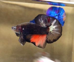 AOC Halfmoon Plakat HMPK Betta Fish / Ikan Laga/ 斗鱼 / Live Fish ❗️Fish same as order❗️Not random pick❗️35