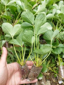 Bibit strawberry unggul mudah tumbuh isi 20 pohon