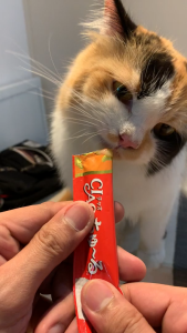 [NHẬP KHẨU THÁI - MỚI 🌟] Súp Thưởng Cho Mèo INABA CIAO Churu – Vị Cá Ngừ/Gà Với Dầu Cá 🐟 Hỗ Trợ Mượt Lông Sáng Mắt