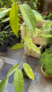 Pokok Durian Musang King (榴莲树苗-猫山王）