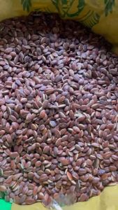 COMBO 1KG_HẠT KƠNIA ĐẶC SẢN TÂY NGUYÊN THƠM NGON GIÀU DINH DƯỠNG TỐT CHO SỨC KHỎE