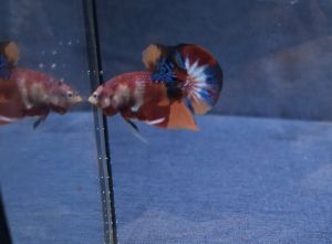 Betta ลูกหม้อ