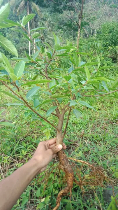 promo%20bibit%20loa%20bahan%20bonsai%20cantik%20segar%20montok%20dan%20mudah%20di%20rawat%20-%20Image%204