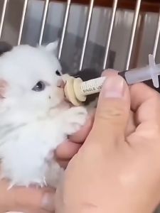 DOT KUCING BAYI SILIKON MIRACLE NIPPLE KITTEN SILICON BOTOL DOT KUCING BARU LAHIR BURUNG HAMSTER