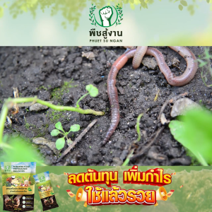 พืชสู้งาน สารเพิ่มประสิทธิภาพดินและพืช สูตรเข้มข้นมาก สารอินทรีย์สกัดคุณภาพ จำนวน 3 แพค