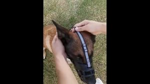 Rọ mõm Chó bằng Silicon mềm mại (Không chọn size theo cân nặng) mẫu mới - Hara Pet Store