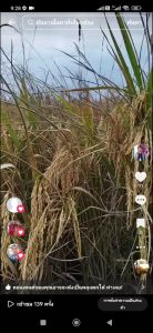 พันธุ์ข้าวหอมสยาม 1 ต้นเตี้ย เกรด A