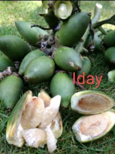 Buah pohon pinang mudatua 1kg paling murah obat herbal alami