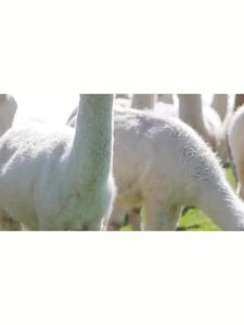 LOVEYARN | Soft and Skin-friendly Alpaca Wool Yarn Medium Fine