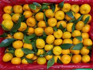 jeruk santang daun 1kg