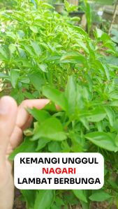 Benih bibit kemangi unggul NAGARI 10 gram ASLI CAP Permata Hijau