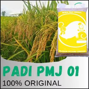 Benih padi PMJ 01 100% ORIGINAL kemasan 2kg