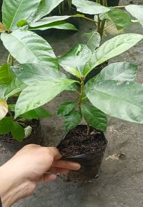 Cây sung nếp giống siêu quả - Cây sung con cao 20-40cm