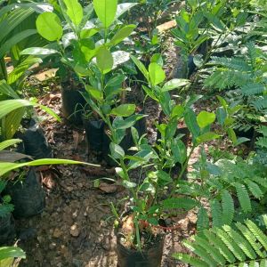 ต้นส้มจี๊ดส้มเกล่าส้มเคยคาวเปรี้ยวจี๊ดพร้อมปลูกครับ1ชุด2ต้น