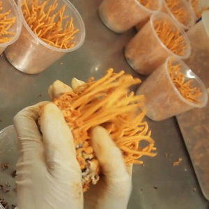 Đông Trùng Hạ Thảo Sấy Thăng Hoa loại Thượng Hạng dược chất cao có quà tặng kèm ngâm cùng | Ông An