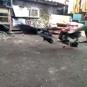 JAMU AYAM EXTRA POWER PENAMBAH STAMINA JAMU AYAM PETARUNG ISI 60 BUTIR JAMU PERAWATAN HEWAN AYAM PETARUNG JAMU AYAM BANGKOK JAMU HARIAN AYAM LAGA