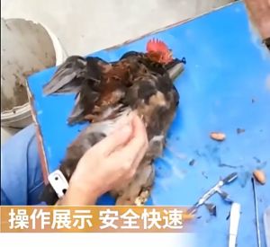 5Pcs Chicken Caponizing Tools Set Stainless Steel Castration Tools for Rooster Cock Chicken Poultry