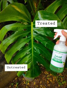 Natural Indoor Plant Leaf Shine Spray for Fiddle Leaf Fig Rubber Tree Monstera & Indoor Plants