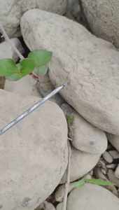 Diving Harpoon For Fishing Loach Eel Lobster Durable Stainless Steel Spear Fishing With Barbs Fishing Gear