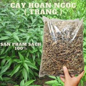 [ HOÀN TIỀN 15% ]  Một kg (1kg) cây hoàn ngọc phơi sấy khô sạch 100% và tác dụng hổ trợ tuyệt vời cho sức khỏe