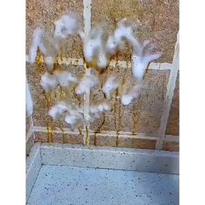 Tẩy dầu mỡ nhà bếp chai 500ml không cần cọ rửa làm sạch trong 5 phút - Lumbley