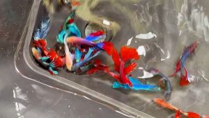 Combo từ 1-50 lá bàng khô tự nhiên giúp cá giảm stress dưỡng cá chăm sóc thú cưng Bảng Số Lượng Lá Bàng 10-50 Lá Thực Phẩm Cho Thú Cưng Dạng Granules - Lazada