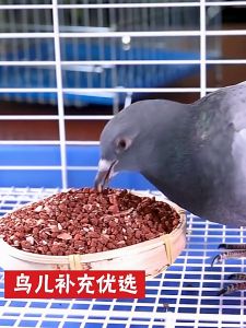 650g Grits with Redstone Mix: A Complete Guide for Parrots & African Lovebirds